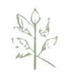 Line drawing of a leafed branch