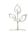 Line drawing of a young seedling with four leaves