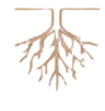 Line drawing of a root system spreading below ground